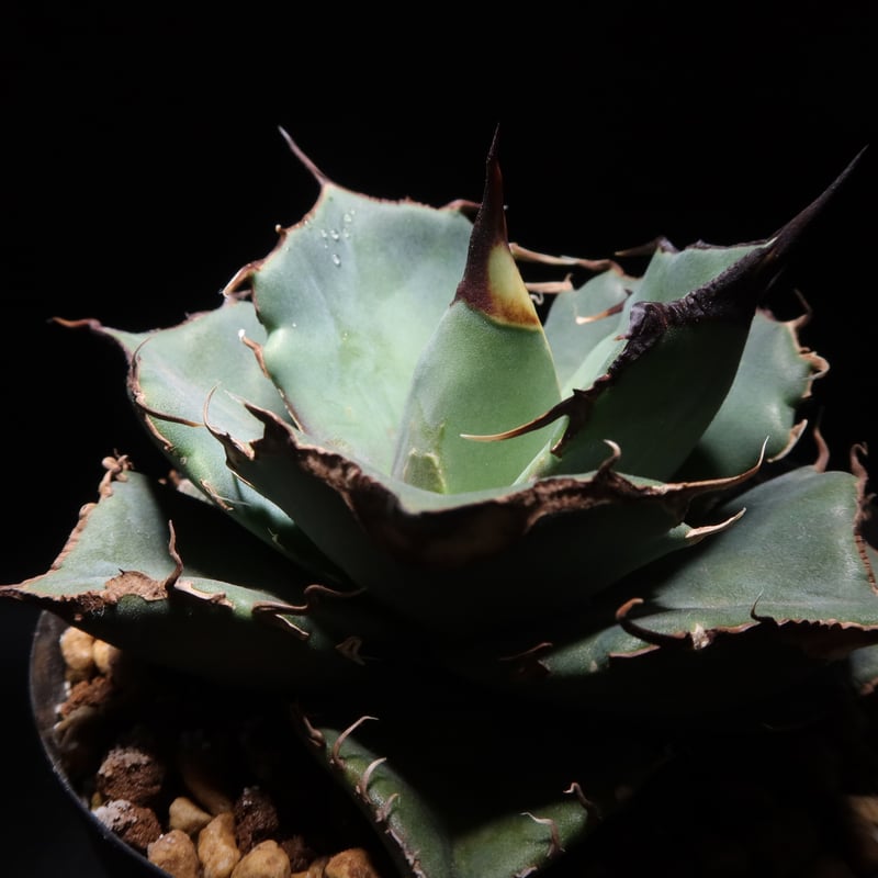 アガベ　チタノタ　黒豹　#026 アガベ・チタノタ 黒豹（芽）-029｜agave titanota black panther