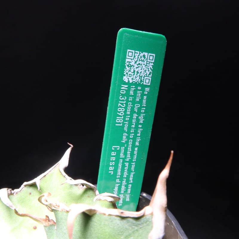 管理No.31289181】アガベ シーザー（発根済） | Agave titanota