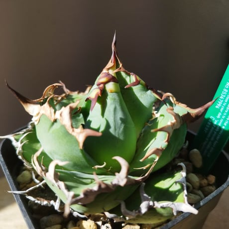 新品Mサイズ kaitlynSepia Agave ag0331.jpg