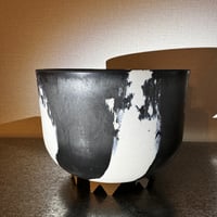 WAN 18 BLACK AND WHITE  牛乳植物鉢