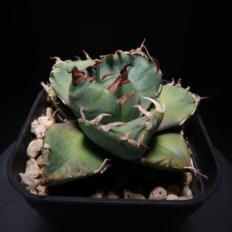LIT PLANTS l リットプランツ