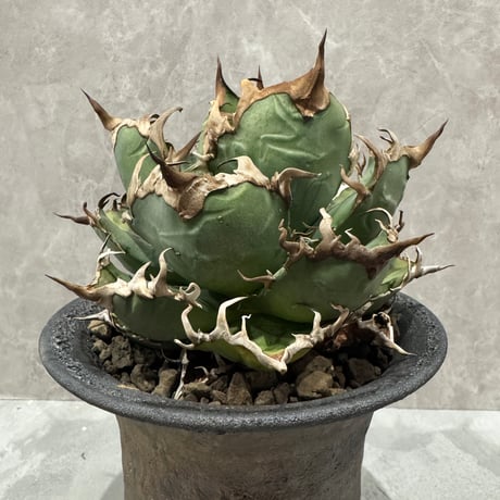 すごく良いAgave “Caesar” （アガベ シーザー）
