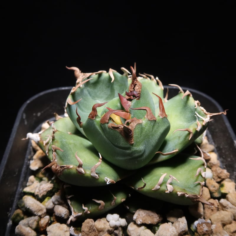 管理No.27904736】アガベ チタノタ 魔丸(発根済) | Agave 管理No.27904736】アガベ チタノタ 魔丸(発根済) | Agave