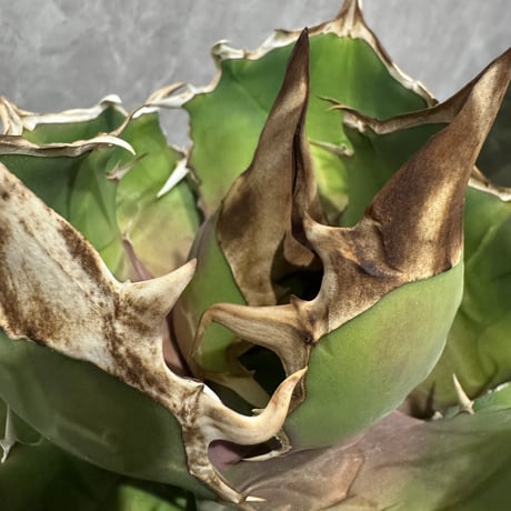 Agave “White Rhino” from Dennis （アガベ 白犀牛）