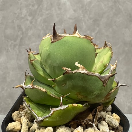 Agave “Juggernaut” （アガベ ジャガーノート）