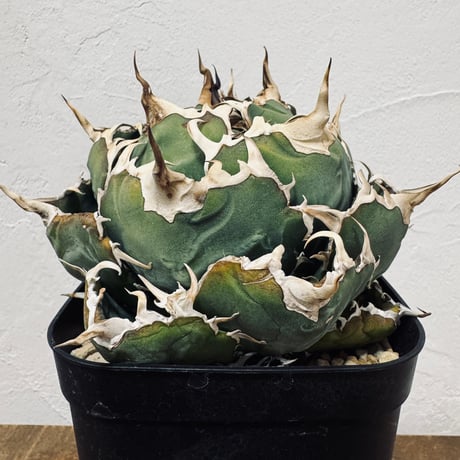 Agave “White Whale” （アガベ 白鯨）