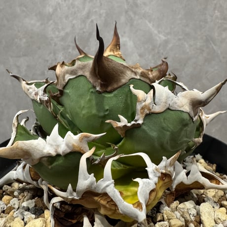 Agave “Wonderful Caesar” （アガベ 素晴らしいシーザー）