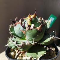 管理No.83435133】アガベ SAD（発根済） ｜ Agave titanota