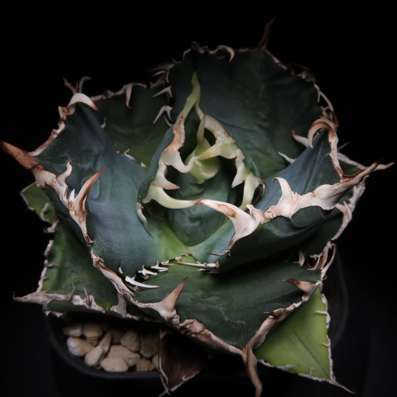 管理No.78018204】アガベ 厳選白鯨（発根済） ｜ Agave White