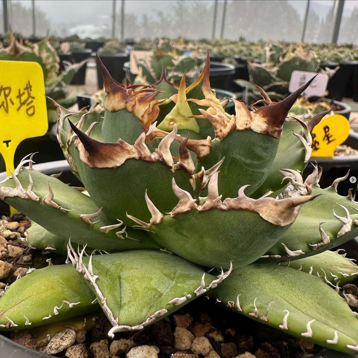 管理No.70265702】アガベ デルタ（発根済） ｜ Agave Delta | LIT