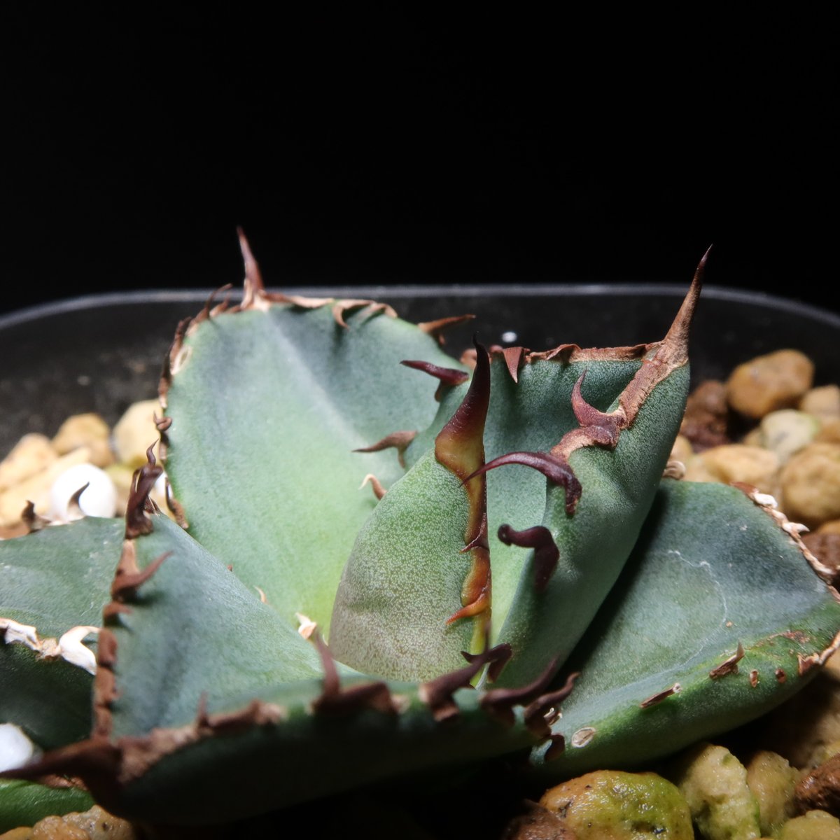 緑犀牛　アガベ チタノタ 巌龍 緑犀牛 アガベ チタノタ 巌龍