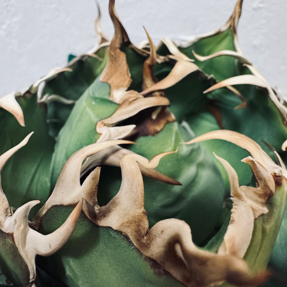 Agave “White Whale” （アガベ 白鯨） | LIT PLANTS l リット