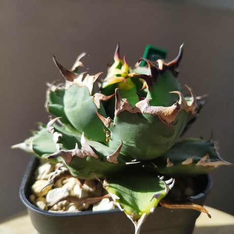 CATEGORY 姫厳龍 | LIT PLANTS l リットプランツ
