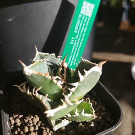 CATEGORY AGAVE -アガベ- | LIT PLANTS l リットプランツ