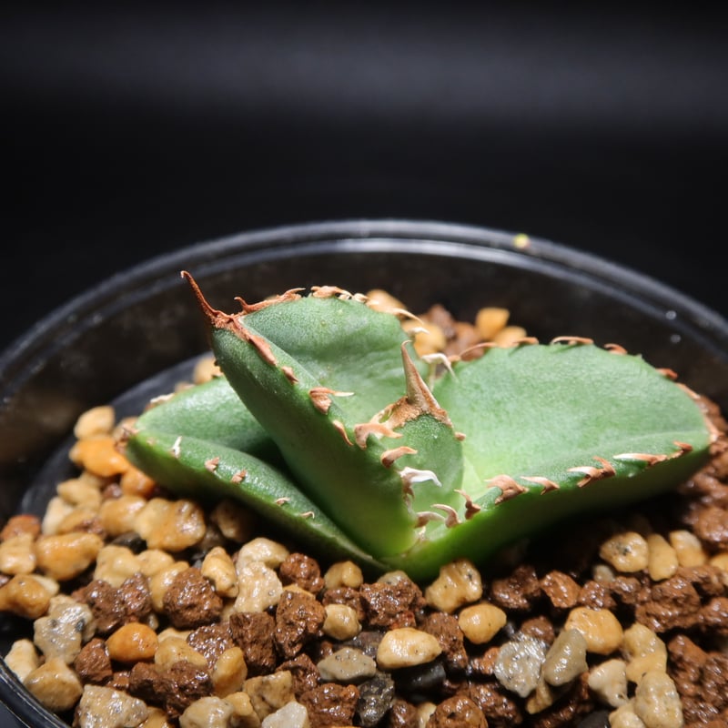 アガベ トリケラトプスメリクロン2頭 子株発根済み一つ 【公式通販】