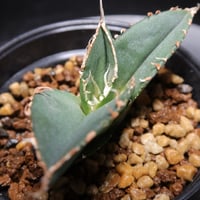 管理No.06768444】アガベ チタノタ 白豪刺（発根済） | LIT