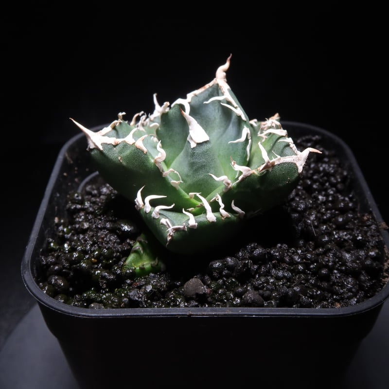 管理No.83435133】アガベ SAD（発根済） ｜ Agave titanota