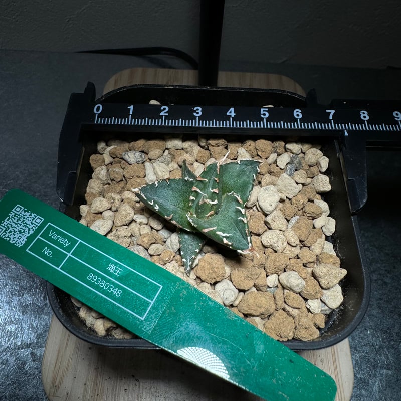 管理No.89380348】アガベ チタノタ 海王（発根済） ｜ Agave Titanot