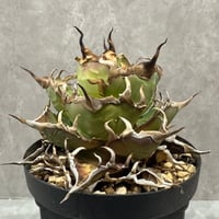 Agave Titanota “CJ-1” （アガベ・チタノタ CJ-1）