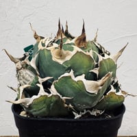 Agave “White Whale” （アガベ 白鯨）