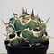Agave “White Whale” （アガベ 白鯨）