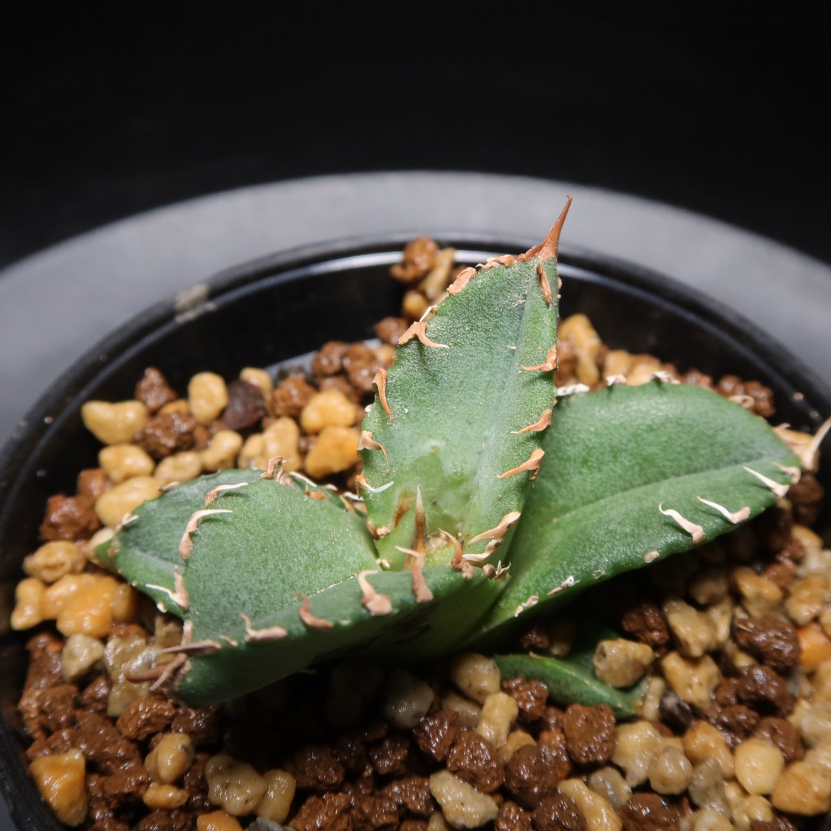 管理No.82398886】アガベ チタノタ 鰐亀（発根済） | LIT PLANTS l