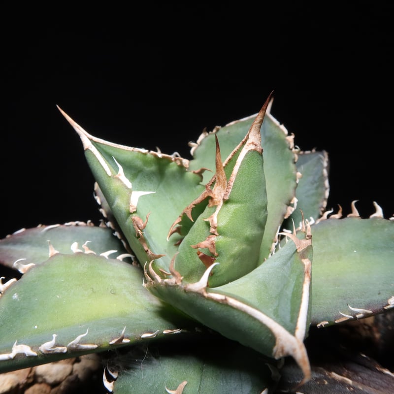 管理No.68762437】アガベ チタノタ 海王(発根済) | Agave 管理No.68762437】アガベ チタノタ 海王(発根済) | Agave