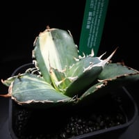 特別価格】アガベ SAD（発根済） ｜ Agave titanota SAD “sout