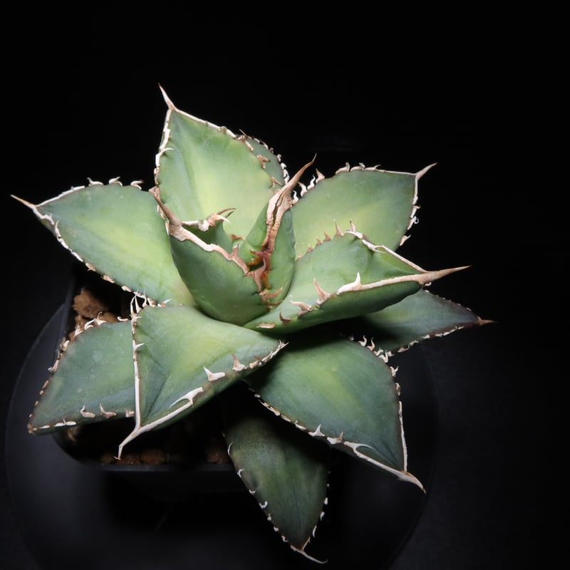 管理No.33833068】アガベ チタノタ 海王（発根済） ｜ Agave