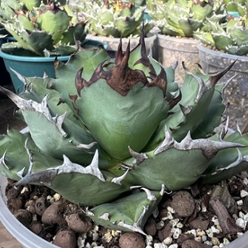 管理No.08725476】アガベ チタノタ 姫厳龍（発根済） ｜ Agave Titan