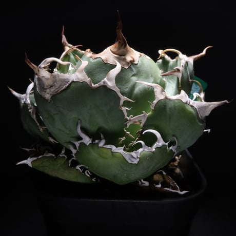 LIT PLANTS l リットプランツ