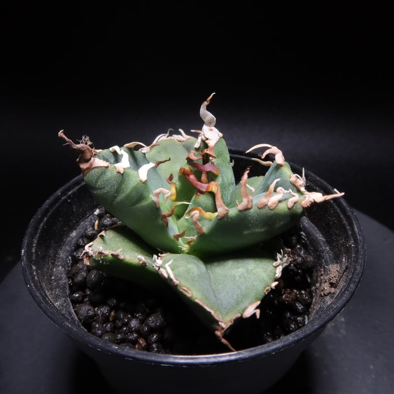 龍球会産直輸入】親株出品 鉢ごと発送 アガベ チタノタ 