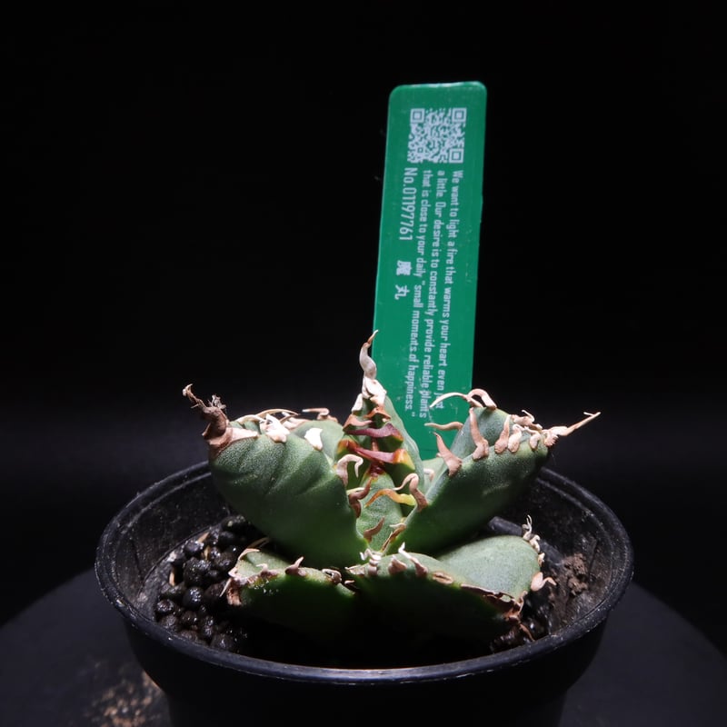 コレクション】アガベ チタノタ 魔丸 中株 【公式通販】