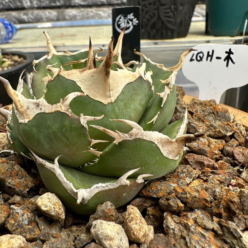 龍球荟 白毫刺 子株OC (発根済) 龍球荟 白毫刺 子株OC (発根済) 龍球荟 白毫刺 子株