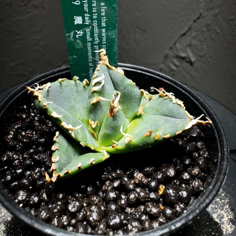 限定入荷］アガベ チタノタ Cg02/Cok 超希少種 極上株 cg01 【公式通販】