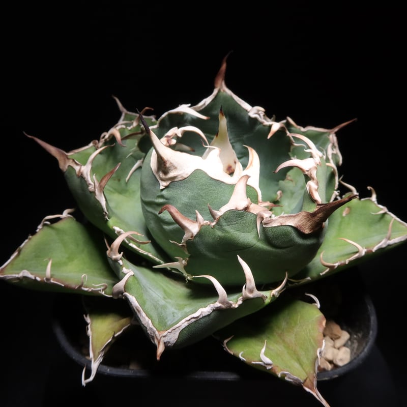 管理No.16282498】アガベ 厳選白鯨（発根済） ｜ Agave White