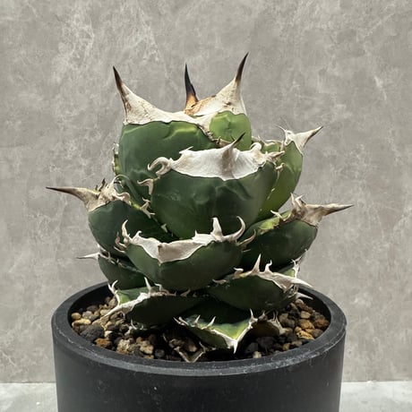 Agave “Polaris” （アガベ 北極星）