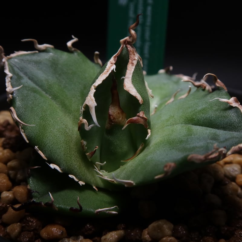 管理No.32794809】アガベ チタノタ 金（発根済） | LIT PLANTS l