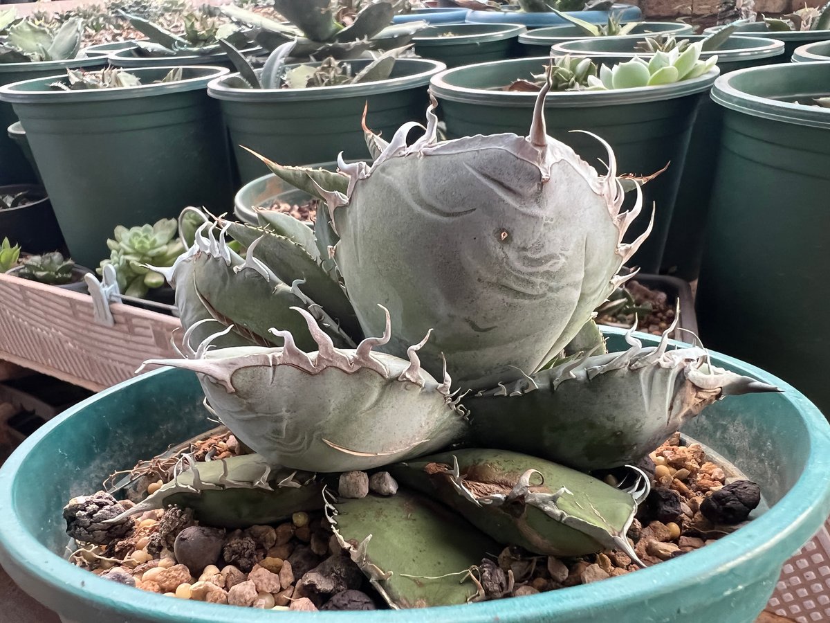 アガベ　チタノタ　白鯨　検）シーザー　ハデス　オアハカ　ブラックアンドブルー アガベ チタノタ 白鯨 検）シーザー ハデス オアハカ ブラックアンド