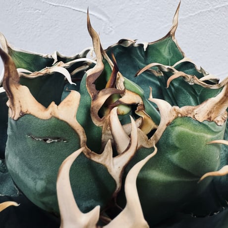 Agave “White Whale” （アガベ 白鯨）