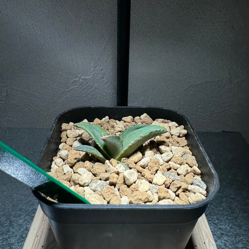 Lj_plants A149特選 アガベ 面倒臭く 多肉植物 チタノタ 海王 強 Lj_plants A149特選 アガベ 面倒臭く 多肉植物 チタノタ 海王 強