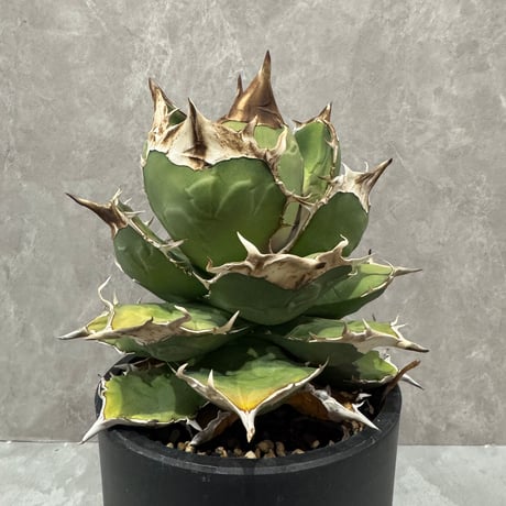 Agave “White Rhino” from Dennis （アガベ 白犀牛）
