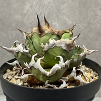 Agave “Wonderful Caesar” （アガベ 素晴らしいシーザー）