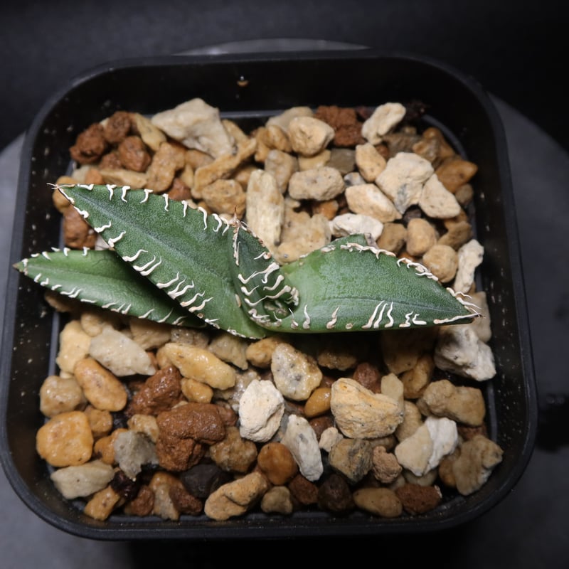 管理No.70265702】アガベ デルタ（発根済） ｜ Agave Delta | LIT