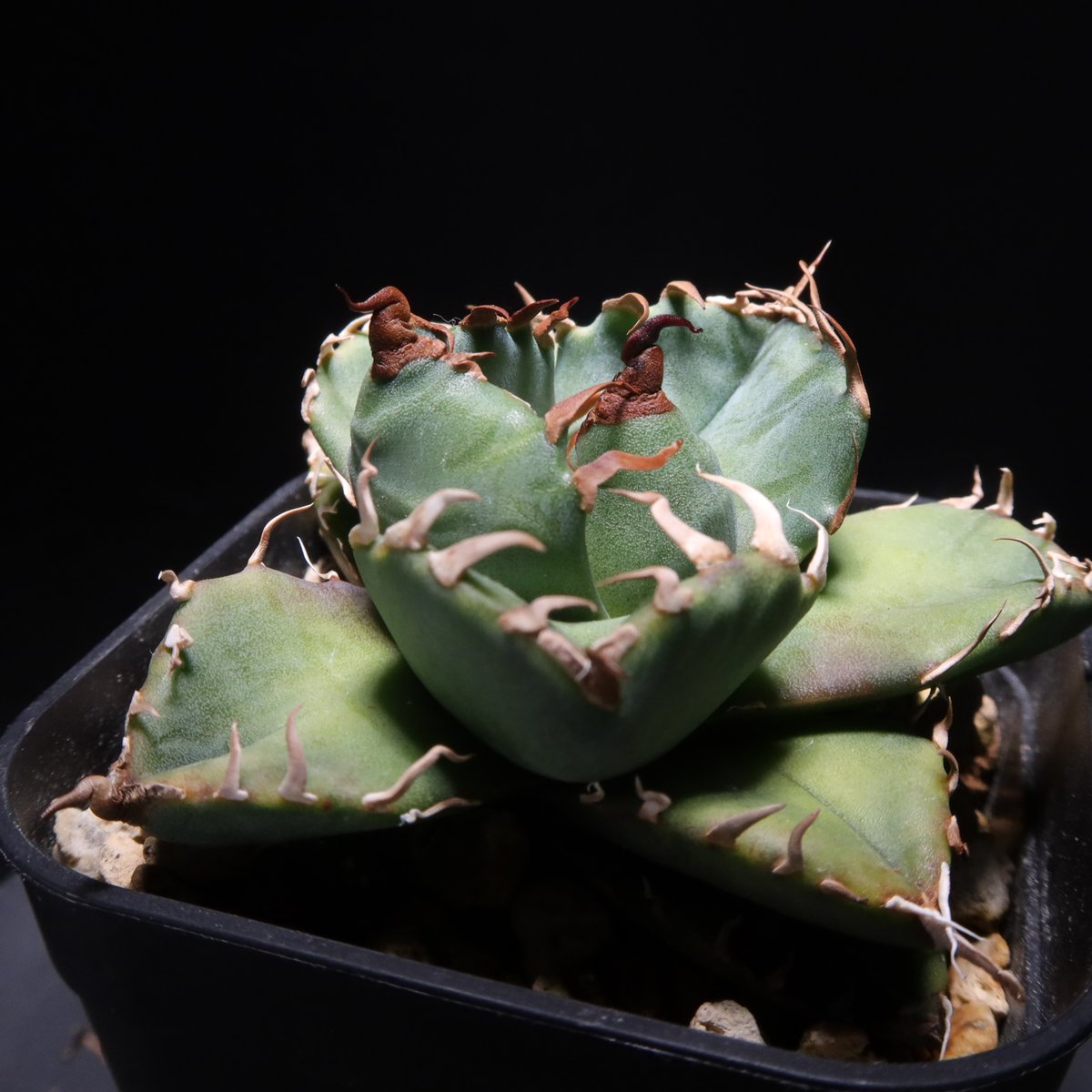 アガベチタノタ　魔丸　中国産　本物 観葉植物 アガベチタノタ 魔丸 中国産 本物 観葉植物 アガベチタノタ 魔丸