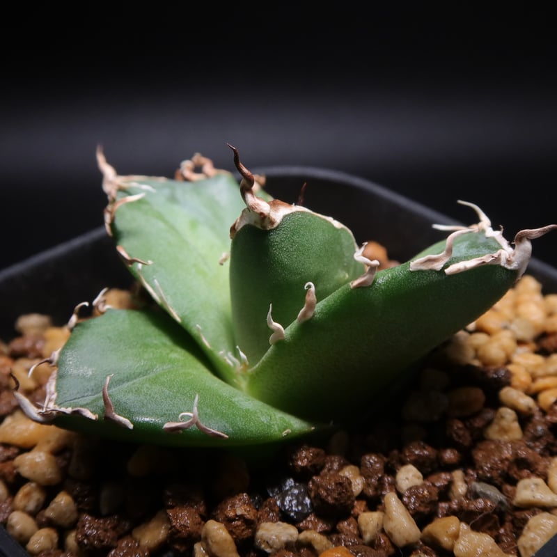 管理No.32794809】アガベ チタノタ 金（発根済） | LIT PLANTS l