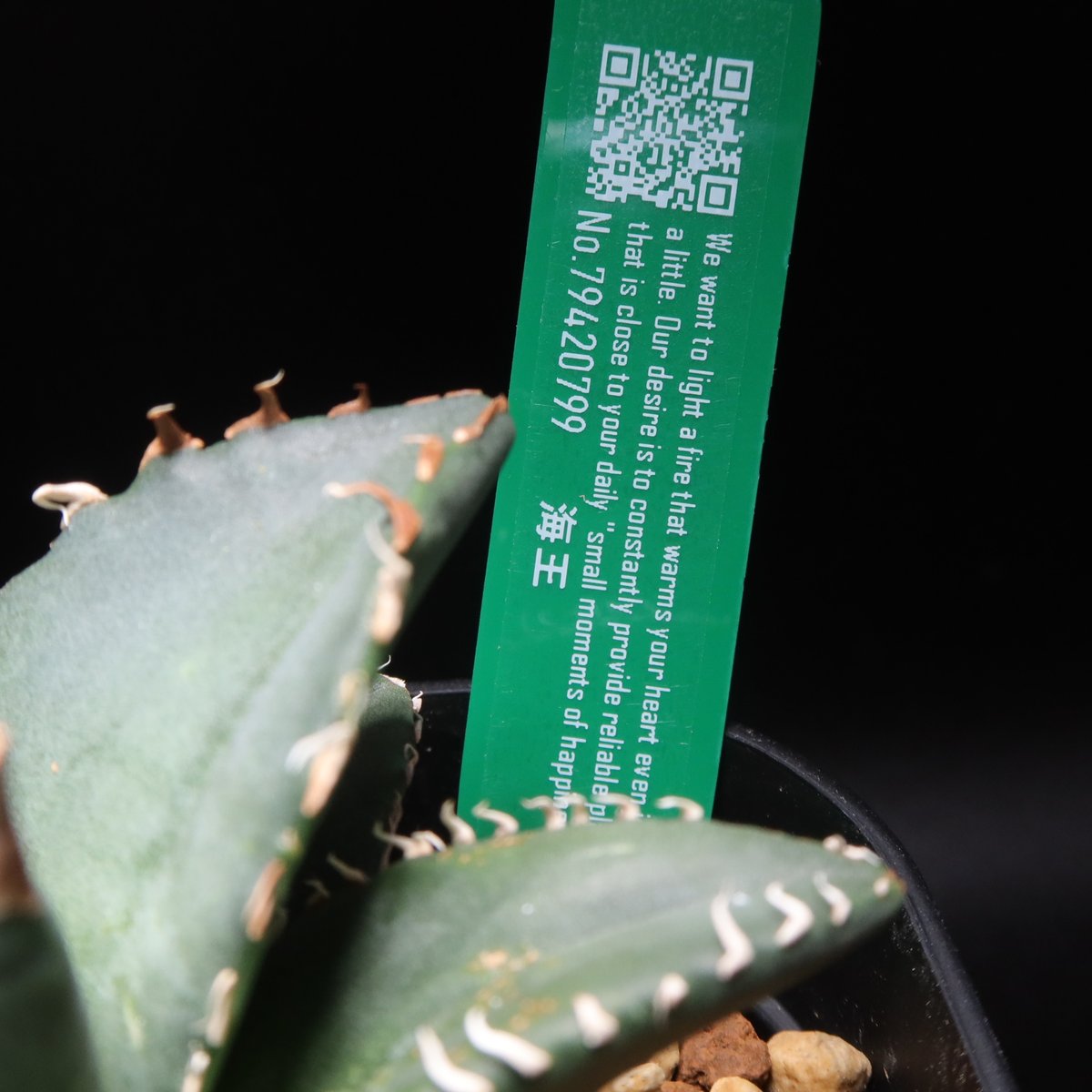 アガベ チタノタ 海王 カキコ付き 【公式通販】