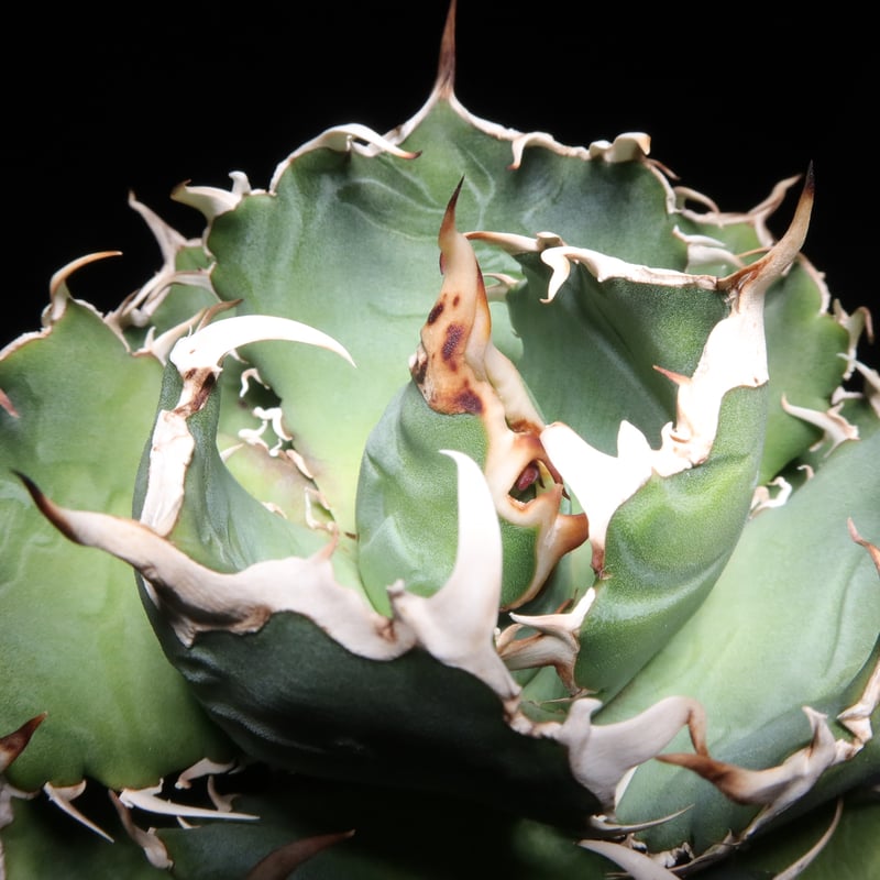管理No.43500098】アガベ 厳選白鯨(発根済) | Agave White 管理No.43500098】アガベ 厳選白鯨(発根済) | Agave White