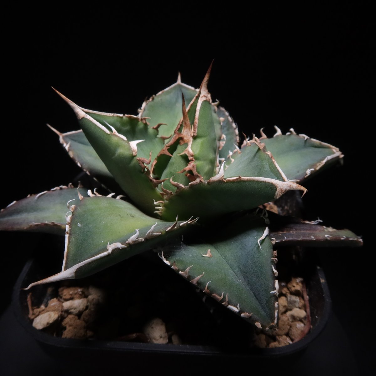 アガベチタノタ海王（ヴァンベールventvert購入）親株 管理No.68762437】アガベ チタノタ 海王（発根済） ｜ Agave