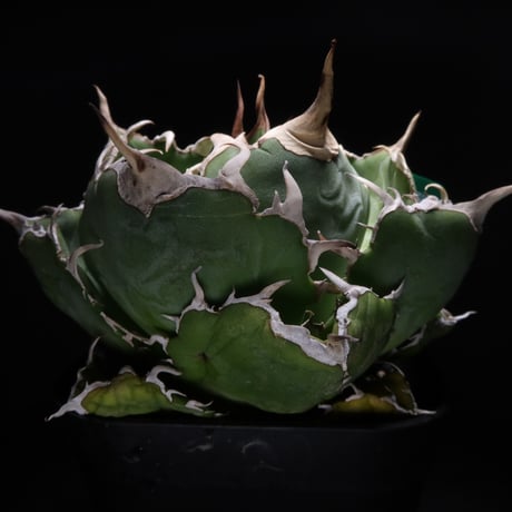 LIT PLANTS l リットプランツ